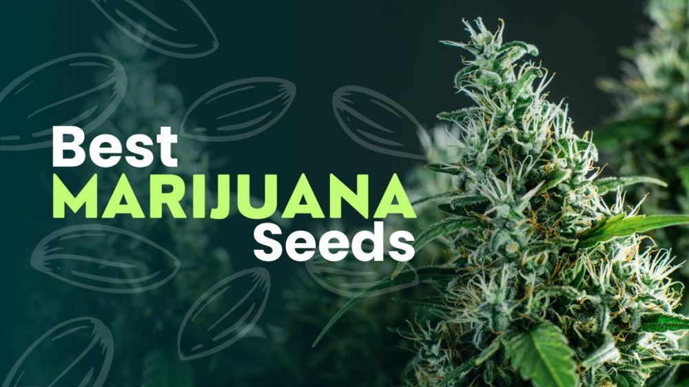 Embrace A New Era Of Growth With Discount Cannabis Seeds In 2024   Best Marijuana Seeds FI (1) 3 